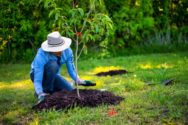 PLANTING TREES IS COOL